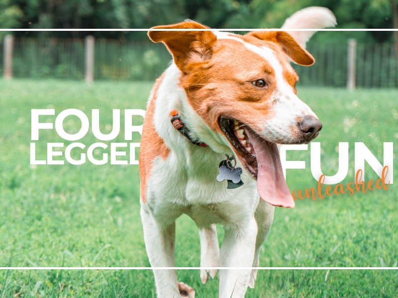 Four-Legged Fun Unleashed: Your Guide to National Dog Day Adventures in Southern Illinois