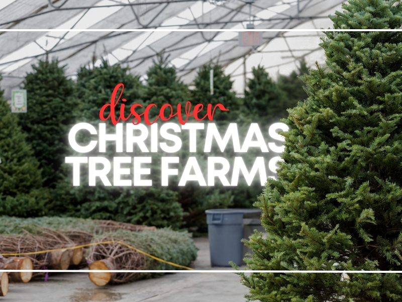 Discover Christmas Tree Farms: 5 Places to Deck the Halls with Holiday ...