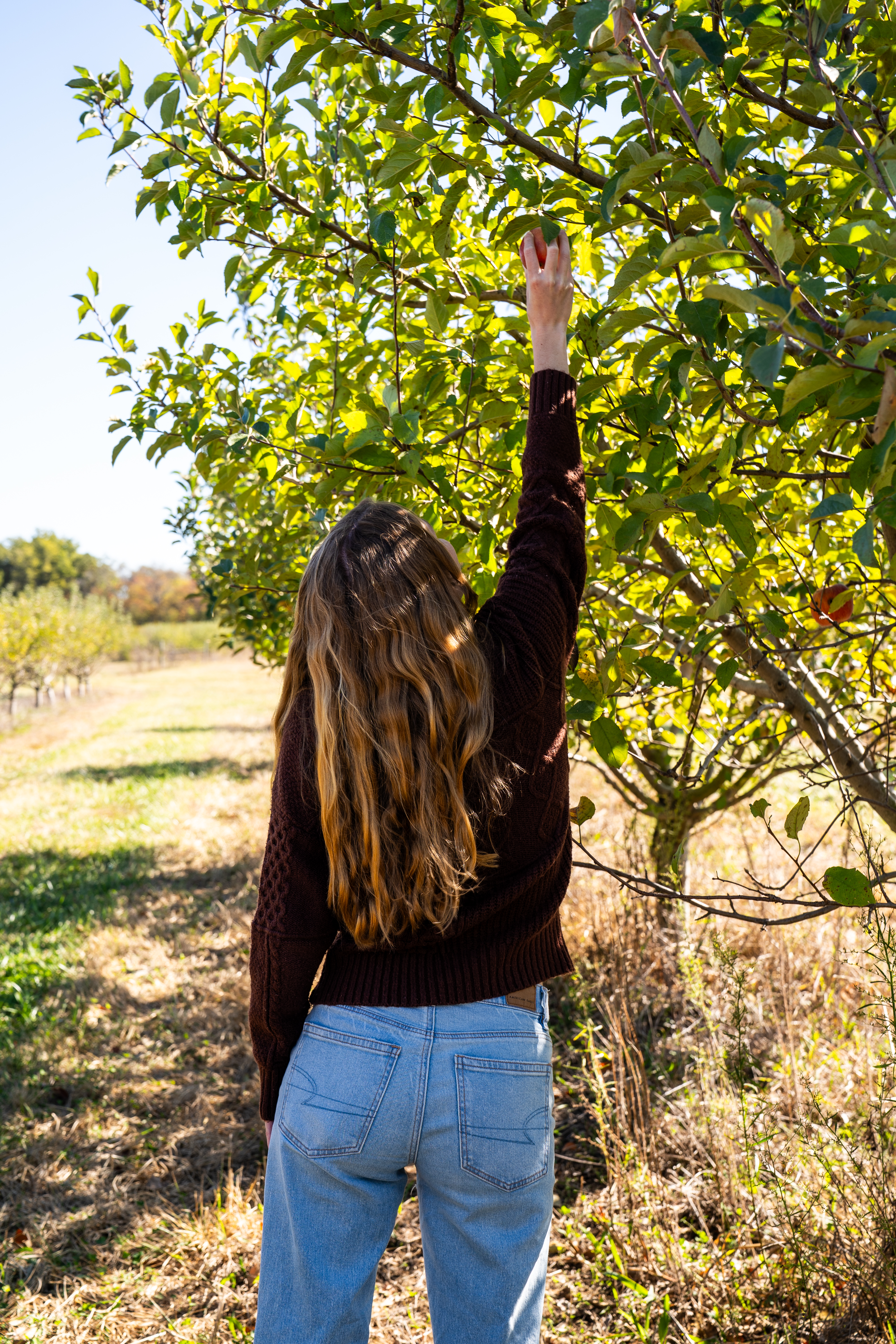 Woman picking an apple at Schwartz Orchard in Centralia, Illinois.