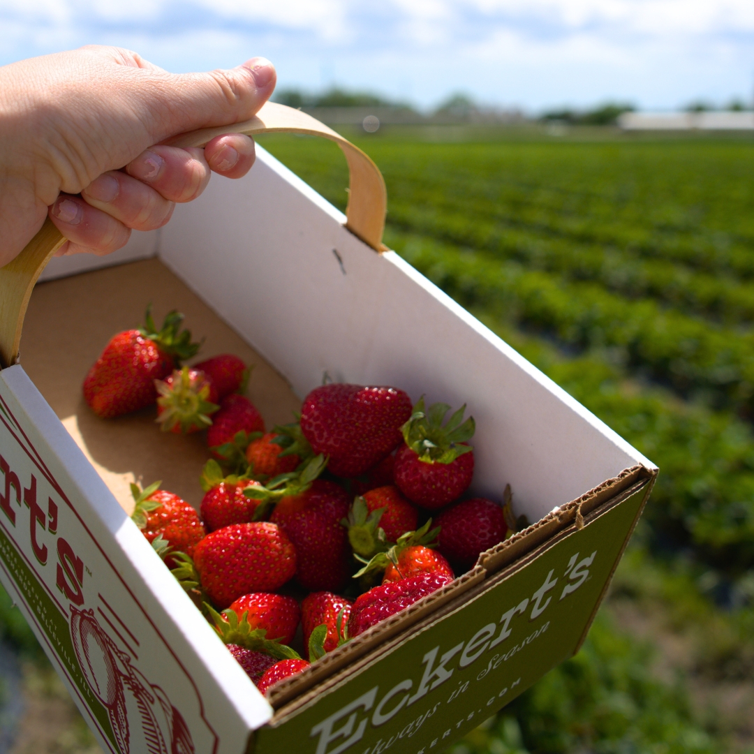 About the Agritourism Guide