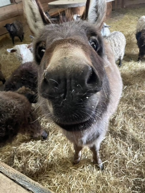 Rural Chester Family Farm Day