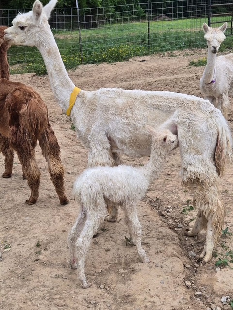 Rural Chester Family Farm Day