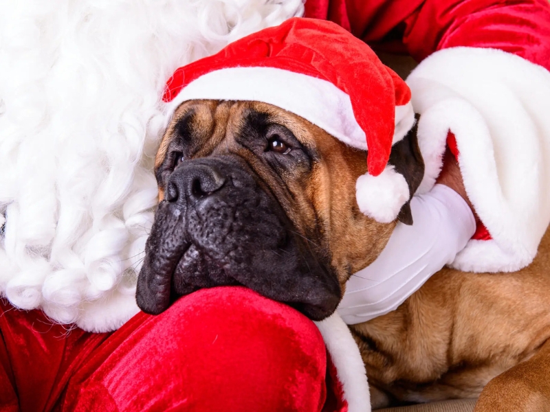 Eckert's Paws and Claus Photo Fun