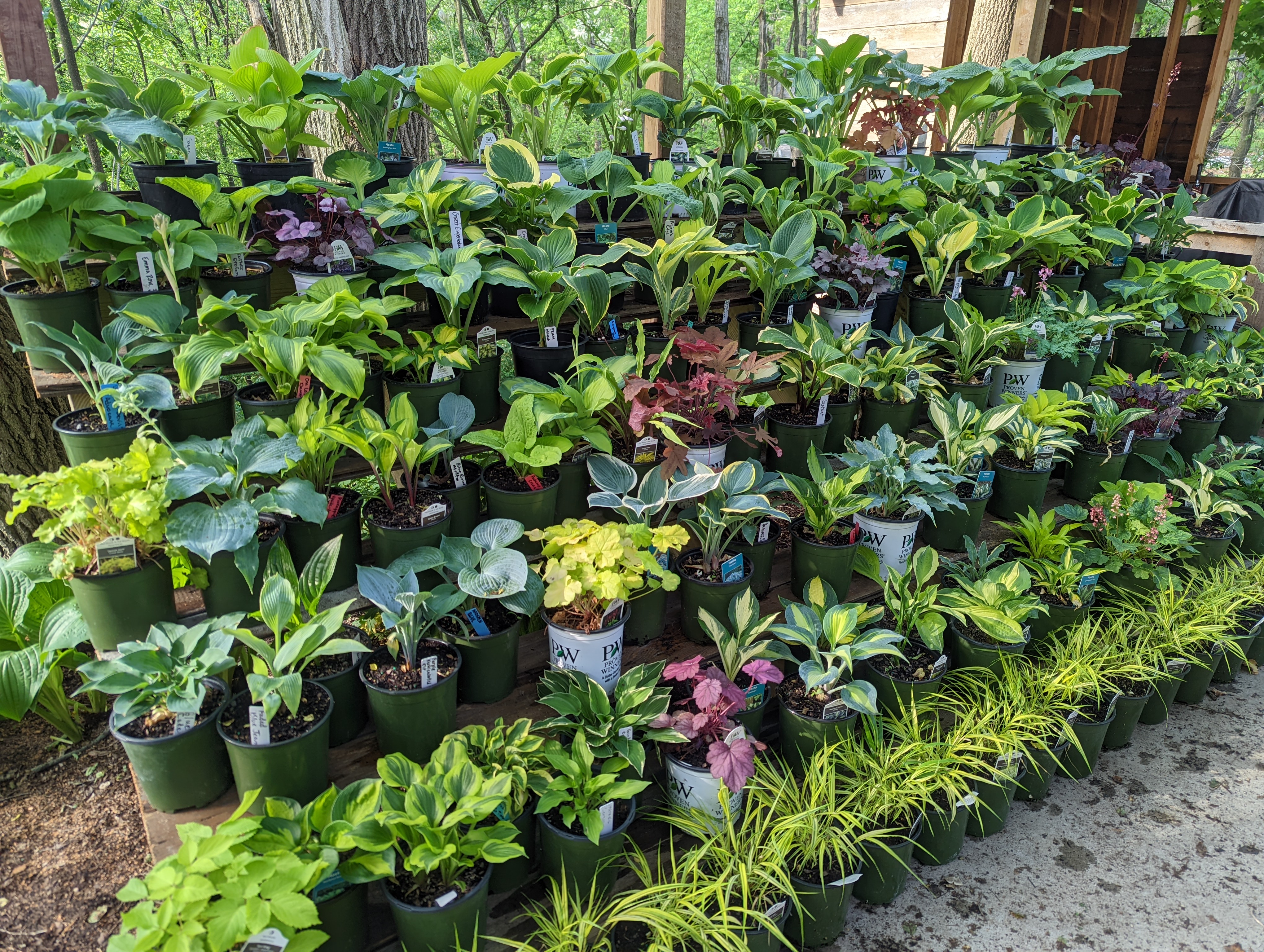 Hostas on the Bluff 10-Year Anniversary Celebration