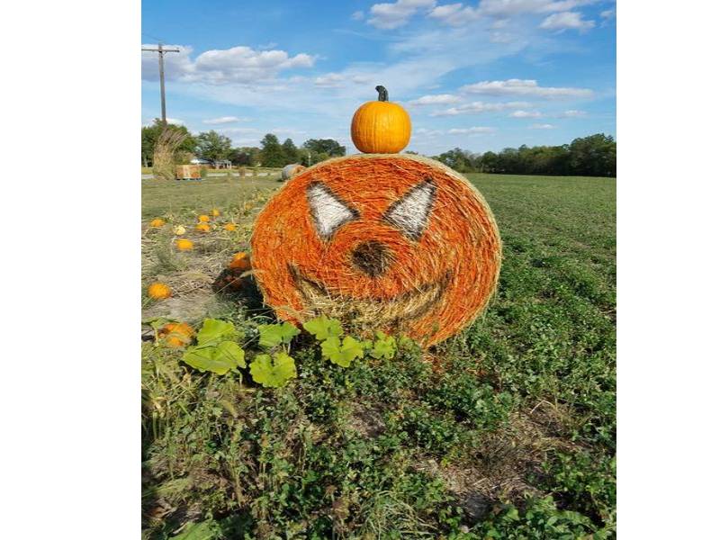 Rainbow Ranch Pumpkin Patch