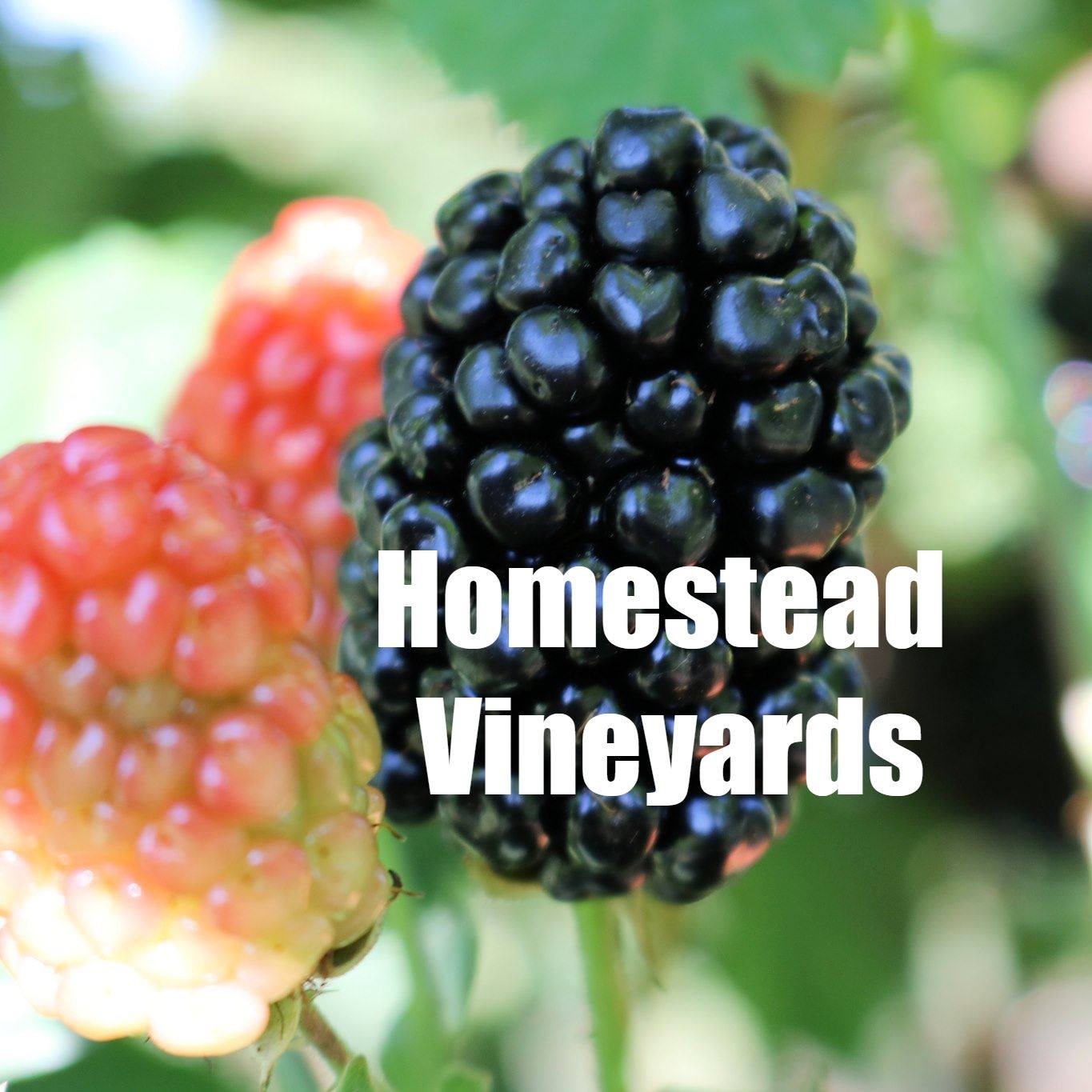 Homestead Vineyards and Winery