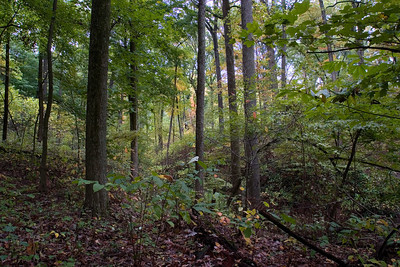 Robeson Hills Nature Preserve