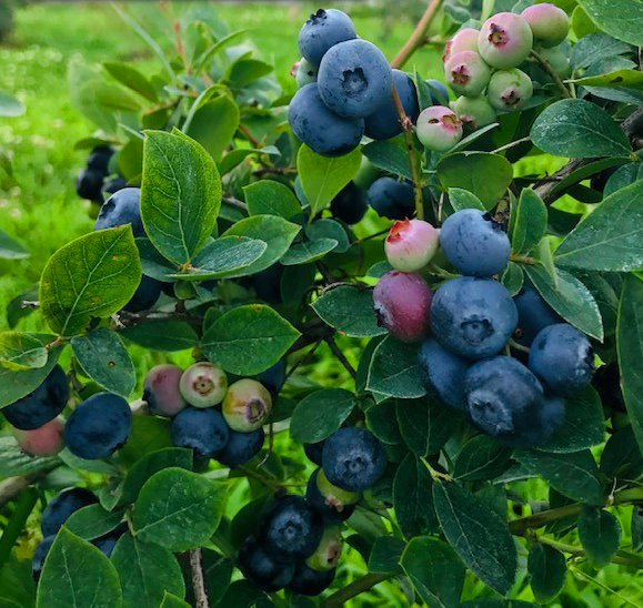Benson Blueberries